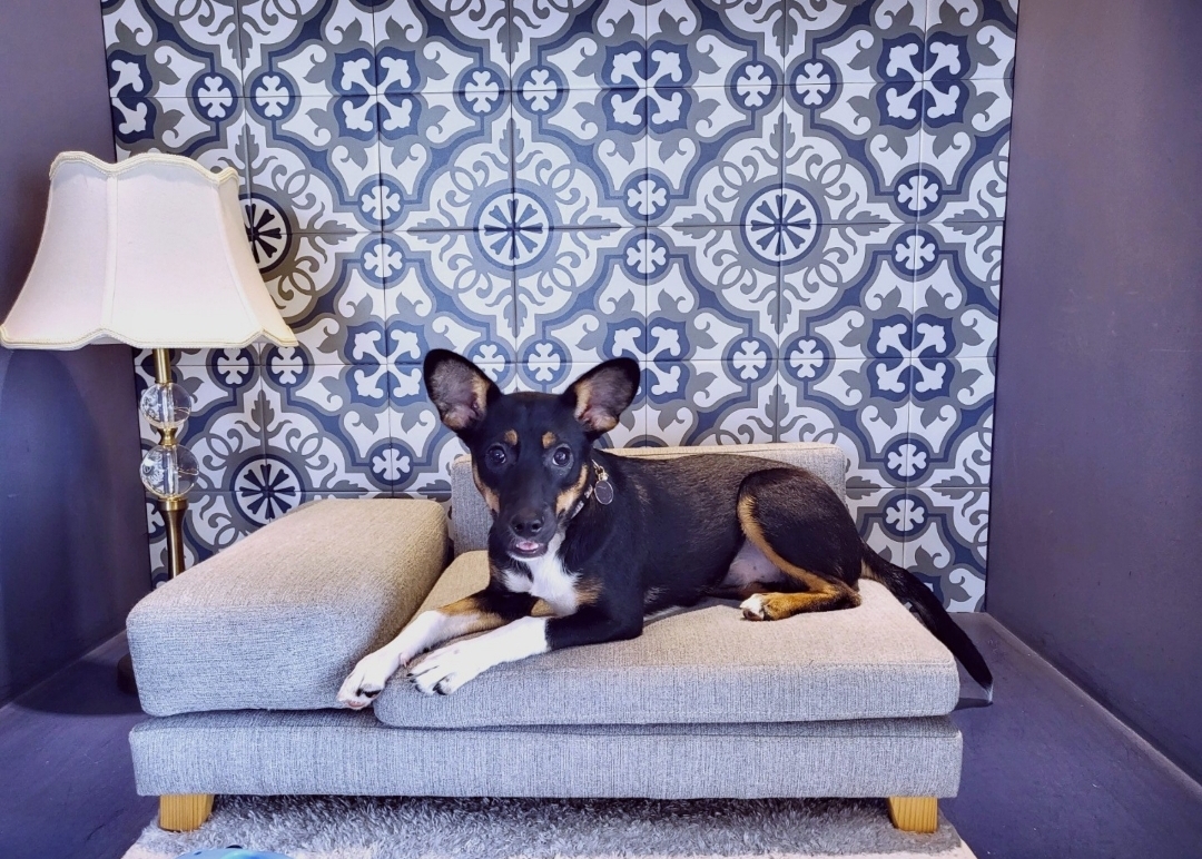 귀욤댕댕이쪼꼬