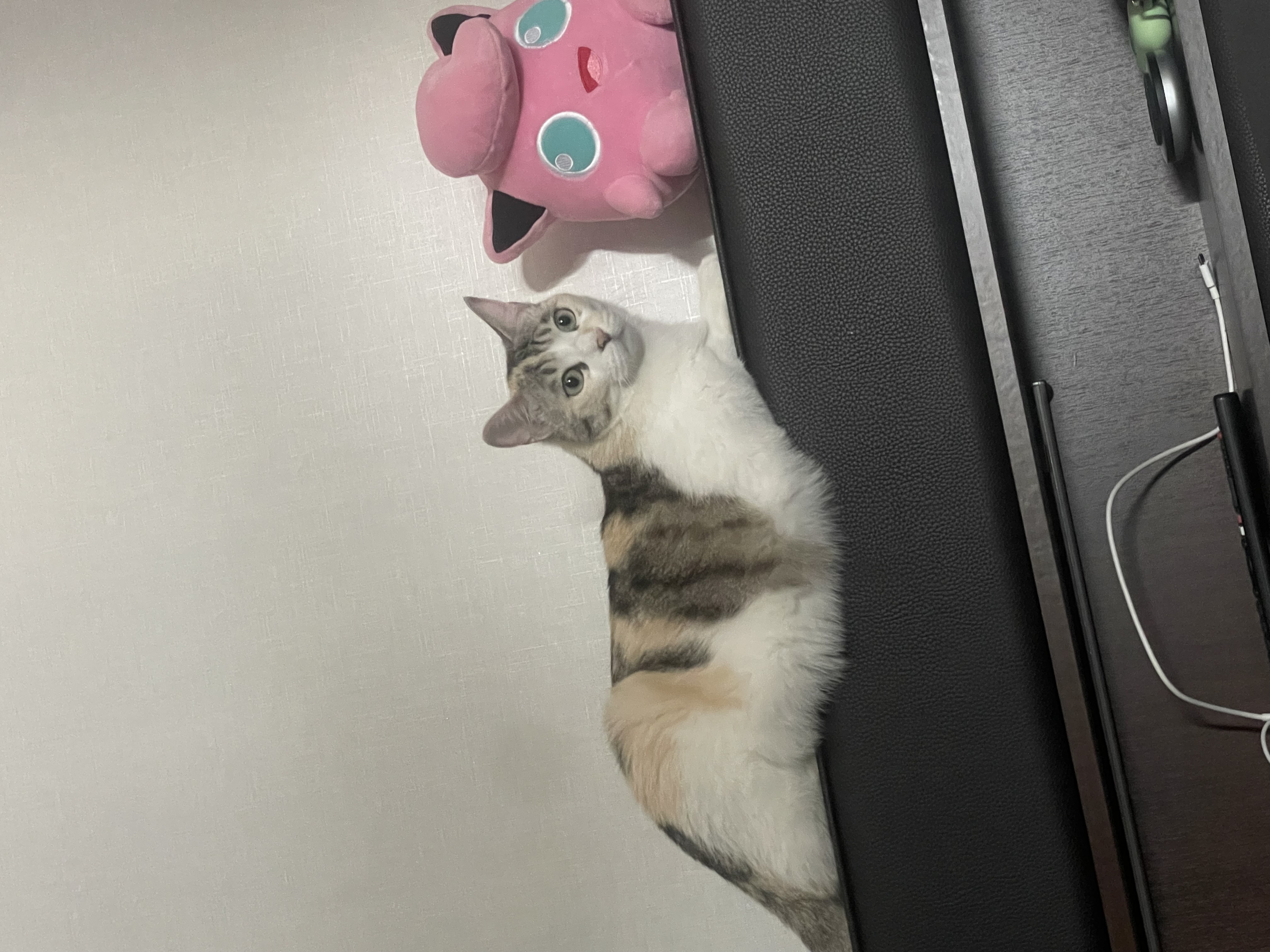 이지아