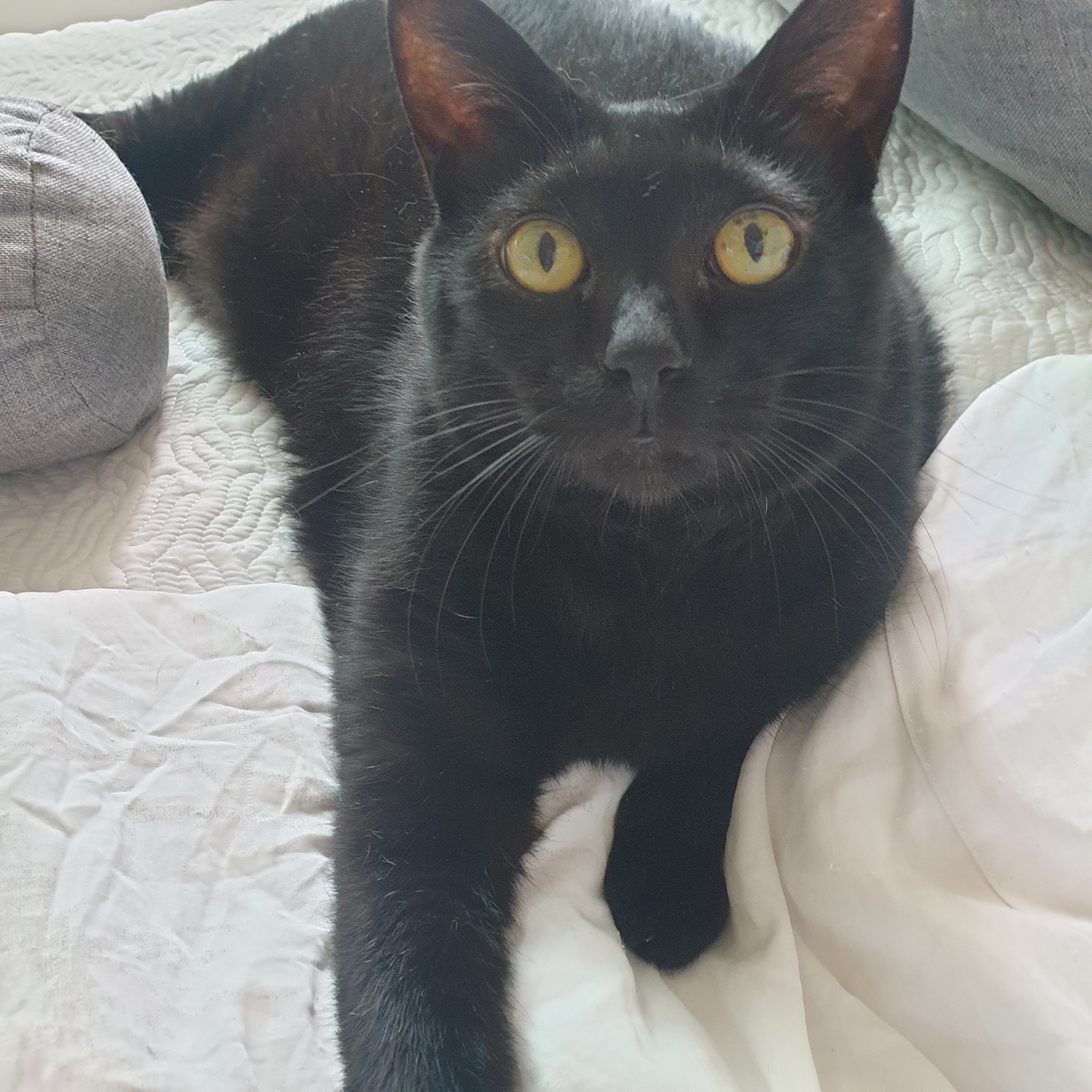 러블리나옹아미