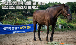 무창포 꽃마차 검은 말 베컴 꽃으로도 때리지 마세요.