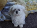 codypog