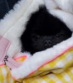 꽁주?뽀또