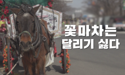 꽃마차는 달리기 싫다.